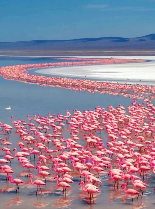 Large flock of flamingos at Lake Nakuru in Kenya.