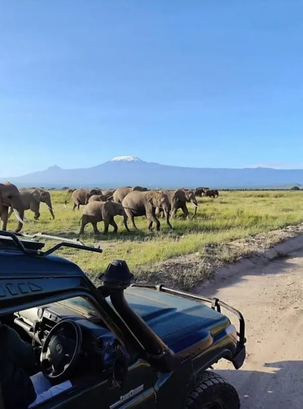 Elephants and Kilimanjaro on a 3 Day Kenya Amboseli Fly-In Safari
