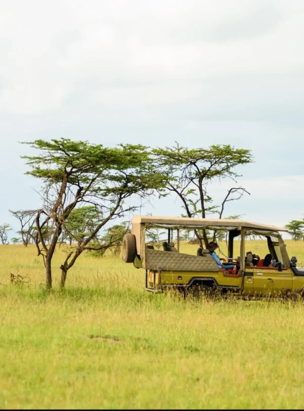Private 4x4 game drive among giraffes in the Masai Mara plains