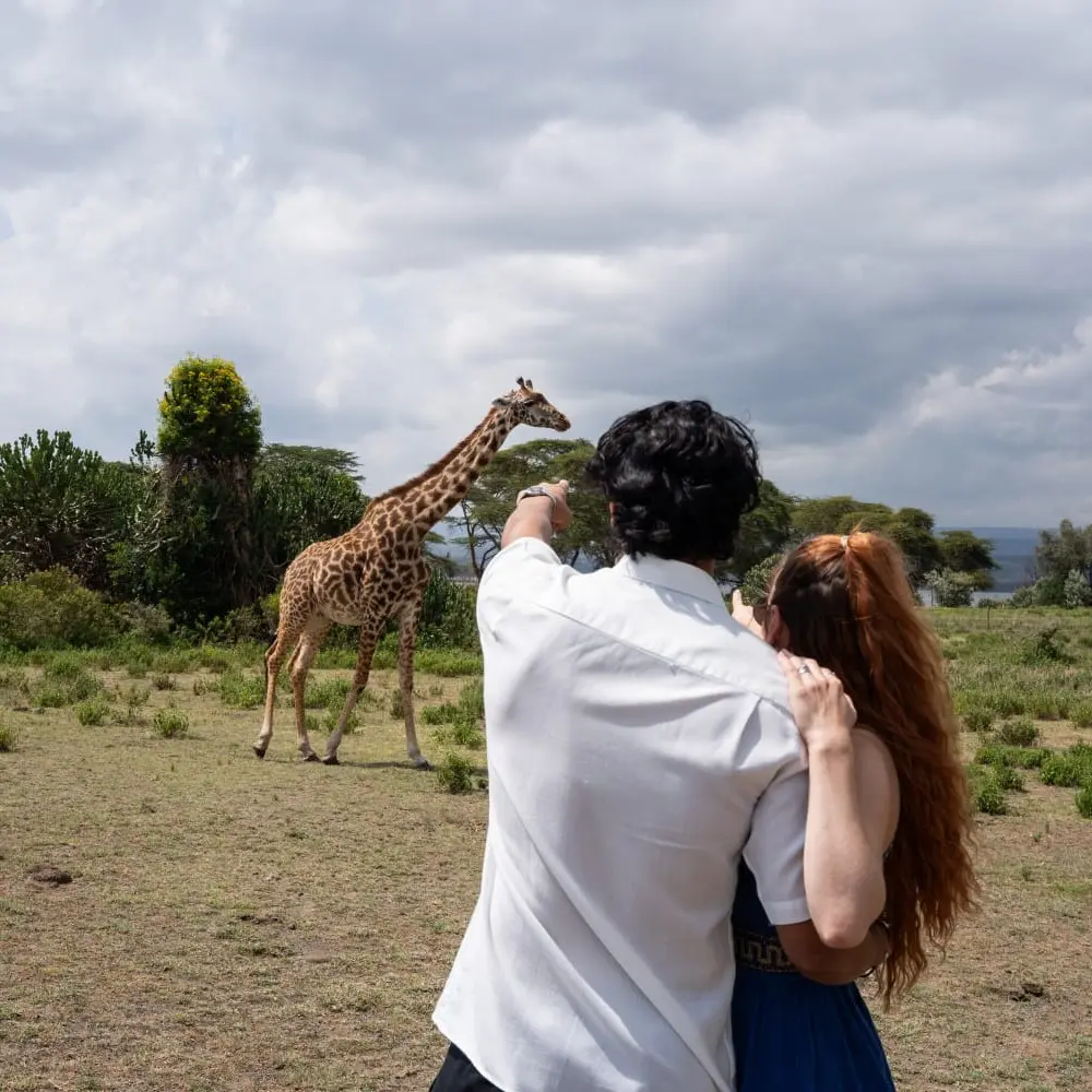 Couple viewing a giraffe on a guided walk at Crescent Island, Lake Naivasha in Kenya.