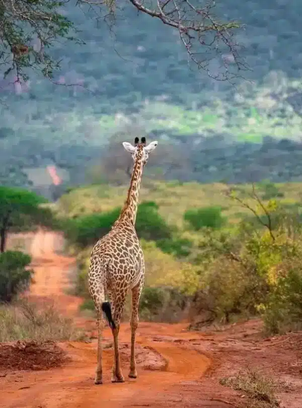 Giraffe on a red-earth game drive route with Tsavo West’s hills in the background during a 3 Day Kenya Safari