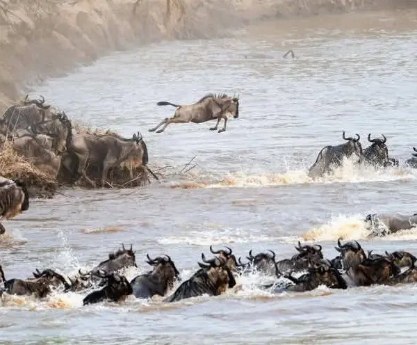 Great Migration wildebeest crossing in the Masai Mara, a signature moment on a 7-Day Kenya safari with Masai Mara & Bwindi gorilla trekking.