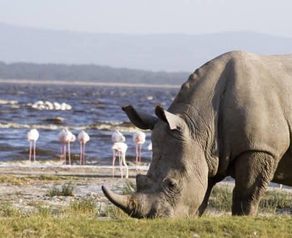 Black rhino during a Big Five safari in Kenya near Lake Nakuru