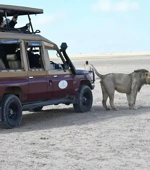 Close wildlife encounter with a lion beside a safari vehicle at Ol Tukai Lodge in Amboseli.