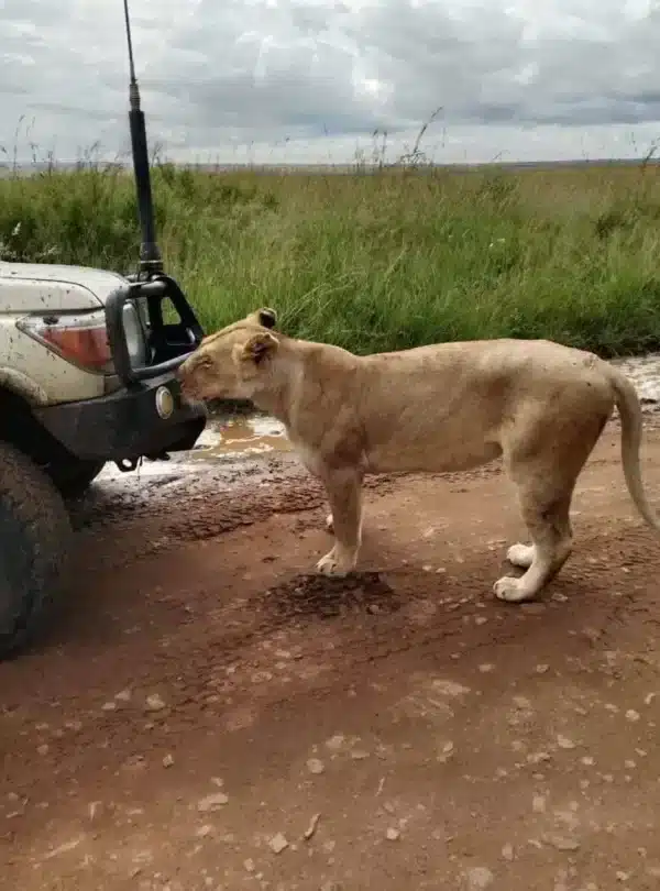 Lion-inspecting-a-safari-vehicle-in-Tsavo-East-National-Park-Kenya.