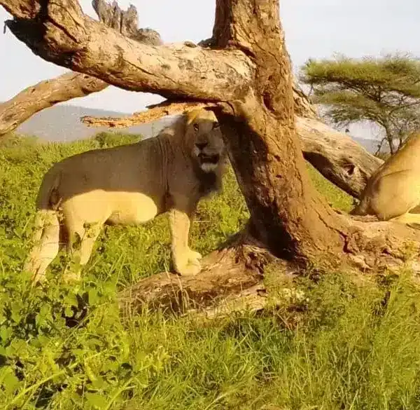 Lion pair resting under a fallen tree in Samburu National Reserve