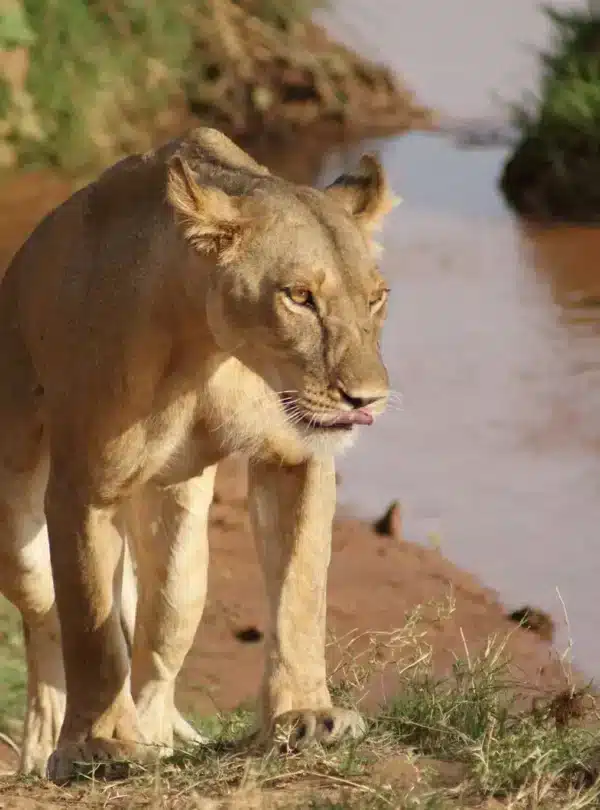 Lioness along the Ewaso Nyiro River in Samburu on a 3 Day Kenya Safari