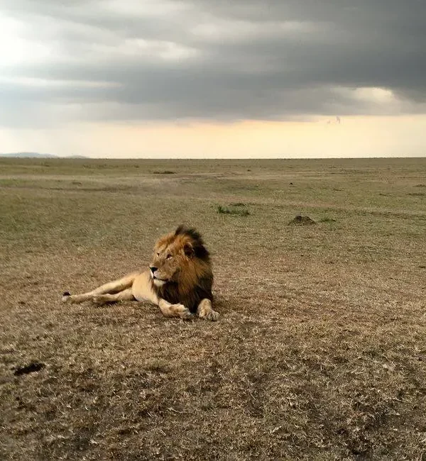 Masai Mara fly-in safari wildlife sighting — male lion on the plains