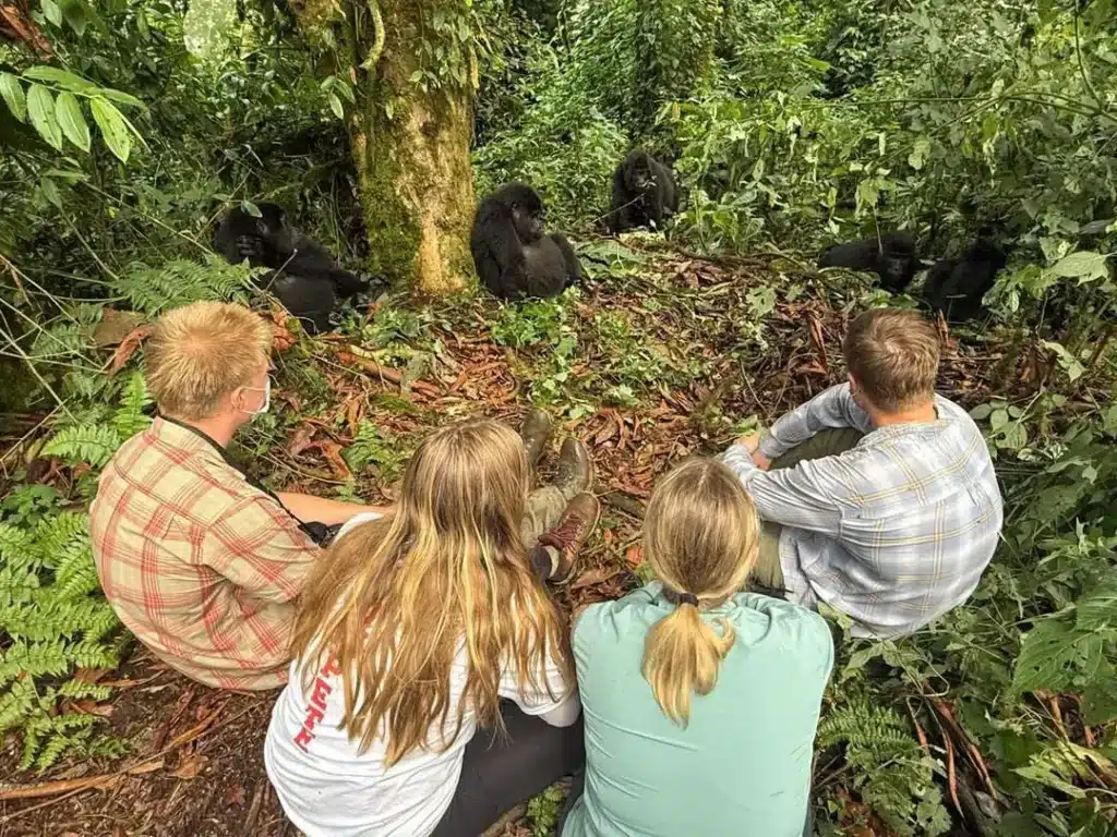 Gorilla trekking in Volcanoes National Park with travelers observing a habituated gorilla family at close range.
