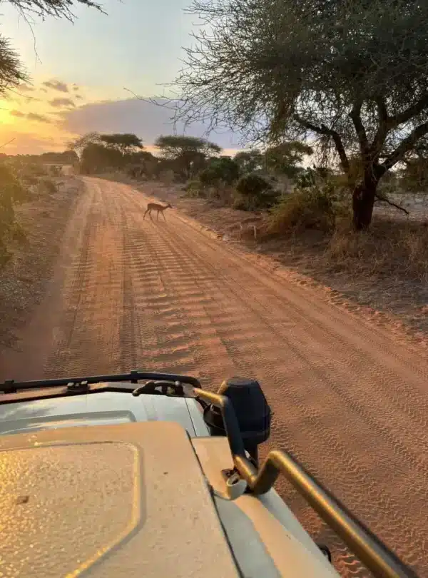 Sunset game drive along a red-soil road with gazelles in Tsavo East National Park, Kenya.