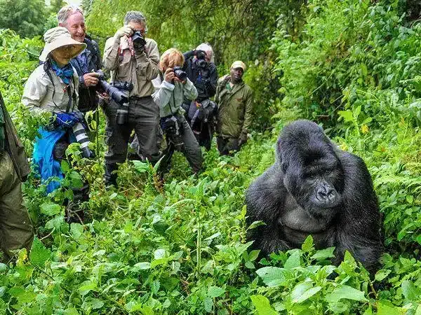 Mountain gorilla seen up close on a guided Bwindi trekking experience in Uganda.
