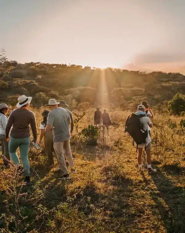 Guests on guided walking safari during golden hour in the African savannah