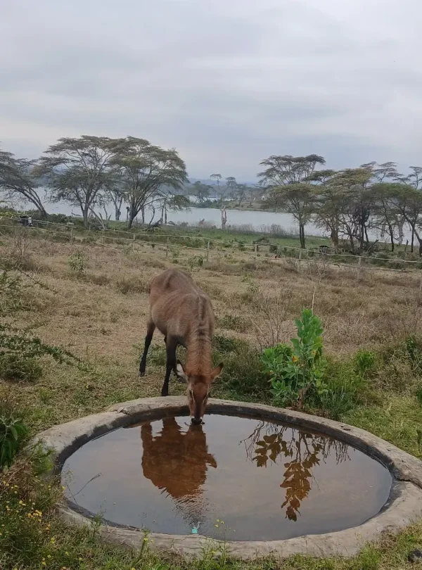 Waterbuck drinking from a water trough in Crescent Island with Lake Naivasha in the background