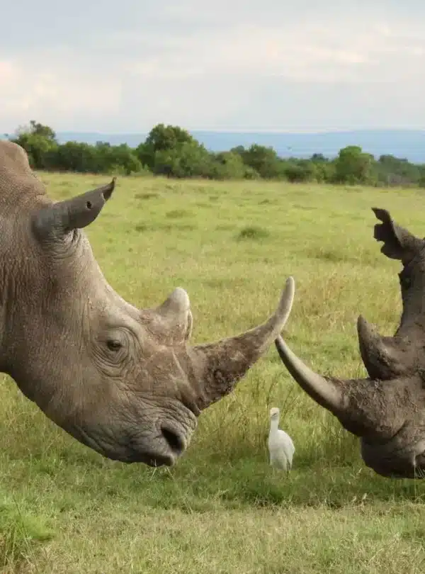 Two white rhinos facing each other at Ol Pejeta Conservancy in Kenya, with an egret in the grass.