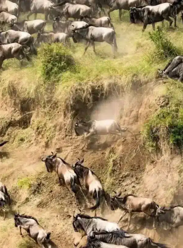 Private game viewing of a Great Migration crossing in the Masai Mara