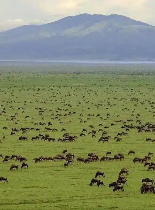 Wildebeest herds grazing across the open Serengeti plains during the Great Migration
