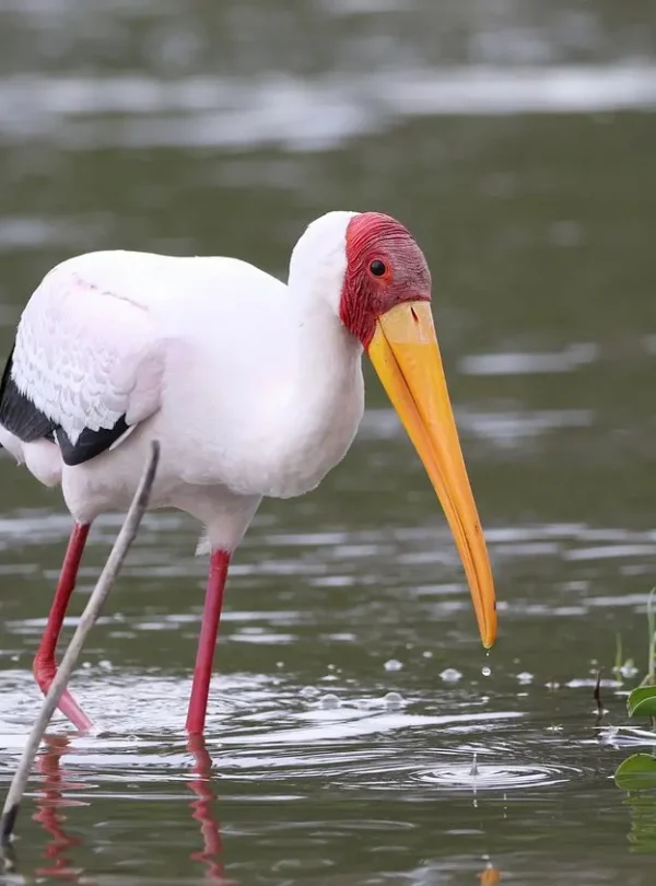 Yellow Billed Stork Seen at Crescent Island