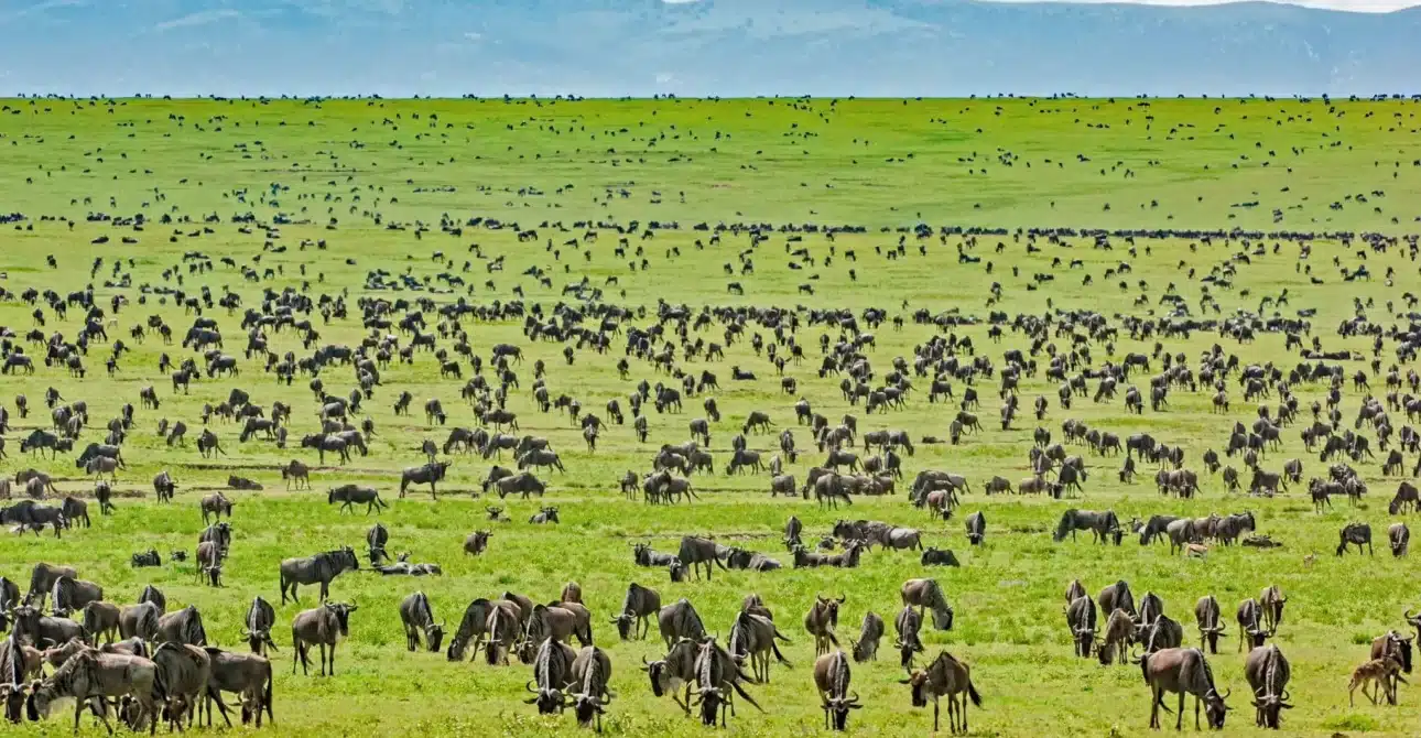 Wildebeest migration across the Serengeti plains in Tanzania during a multi country safari packages experience