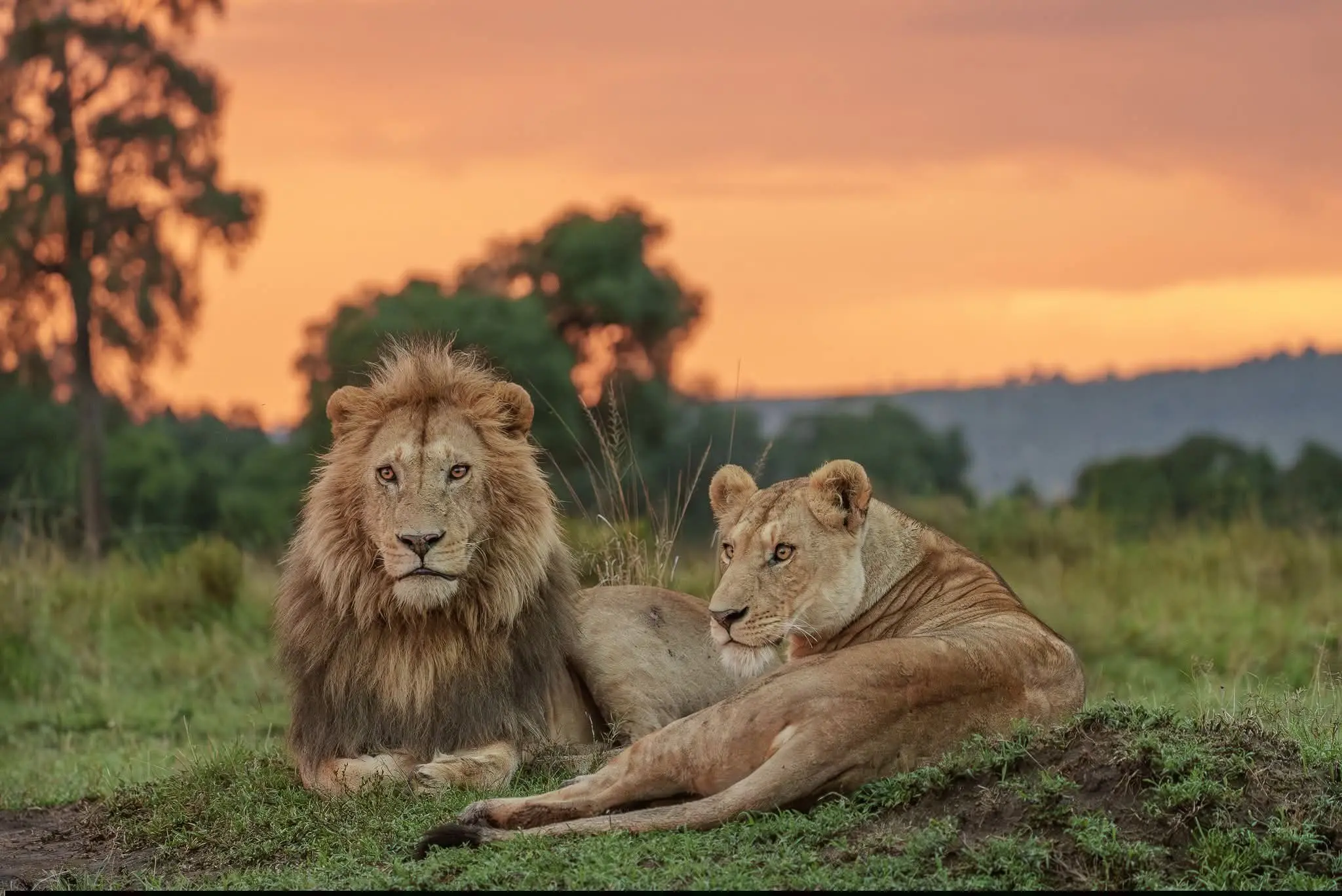 Lions resting on the savannah in the Masai Mara during a Kenya safari.