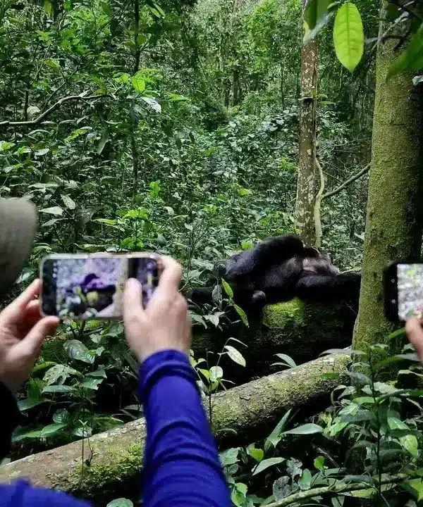 Travelers photographing a mountain gorilla during gorilla trekking in Bwindi Impenetrable National Park